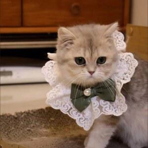 강아지 스카프 고양이 케이프 넥타이 진주 나비 리본 턱받이 목걸이 펜던트 레이스 새틴