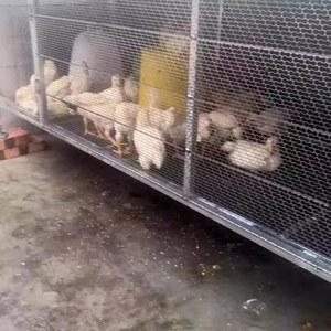 닭장 케이지 이동식 2mx1mx1m 조류 고양이 소형 앵무새 닭집 중형 패키지4