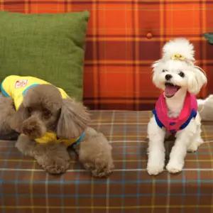 강아지 유광 패딩 조끼 입기 편한 옷 10초패션 겨울 점퍼 반려동물