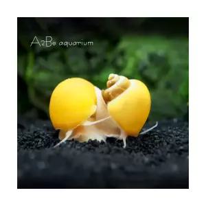 [에이투비]애플스네일 / 등갑 1.5~2cm전후 / 1마리