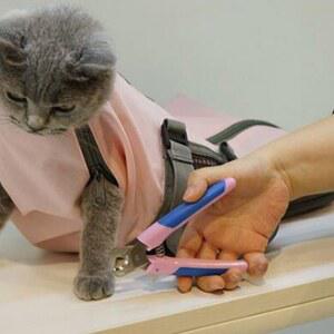 고양이 보정가방 미용 이동 일반형 목욕 깎기 강아지앞가방 휴대용 638042 다기능