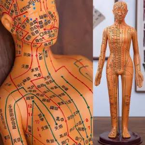 인체 한의학 경락 경혈 혈자리 전신 모형 한방