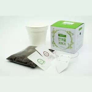 어린이집 유치원 유아식물키우기 안개꽃키우기 식물키트 자연과학