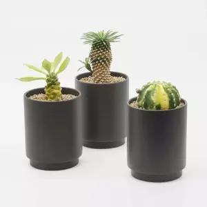 다육이 다육이화분 반려식물 다육이화분세트 다육식물 집들이선물 미니다육이 식집사 플랜테리어 다육이미