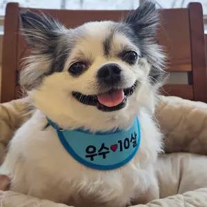 따봉공방 반려동물 강아지 고양이 스카프 가죽 명찰 이름표 네임택 넥케이프 턱받이 대형견 도그빕 커스텀제작