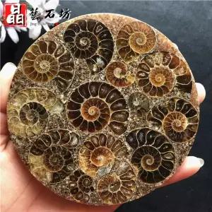 고대생물 해양동물 앵무조개 모형 교육 피규어 암모나이트 과학