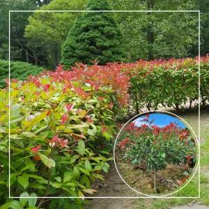 서울농원묘목/홍가시나무 레드로빈 3년생 분묘 생울타리 조경수 월동가능 베란다 실내조경 정원 가드닝