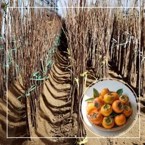 둥시 감나무 10주묶음 묘목 접목1년생 중묘 상주둥시 홍시감 곳감 서울농원