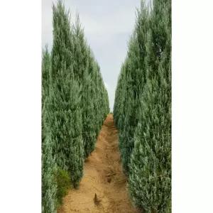 서울농원묘목/블루엔젤 나무 분묘 조경수 미측백 울타리용 관상수