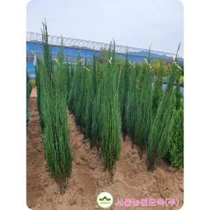 서울농원묘목/블루애로우 주니프러스 나무 1m 분묘