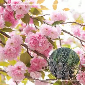 서울농원묘목/벚꽃나무 겹벚나무 개화주 분묘 조경수 가로수 공원수