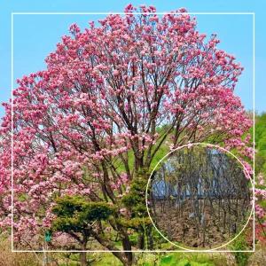 서울농원묘목/자목련 목련나무 4년생 분묘 봄꽃 개화주 조경수 정원수