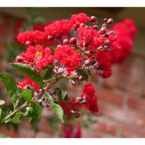 서울농원묘목/백일홍나무 다이너마이트 배롱나무 다간형 4년생 5년생 분묘 조경수 정원수