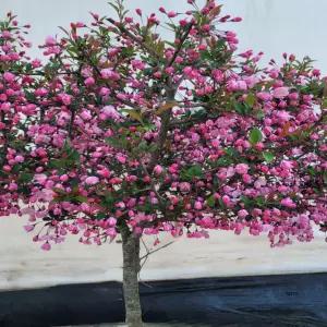 서울농원묘목/수사해당화 나무 서부해당화 할리아나꽃 3년생이상 분묘 개화주