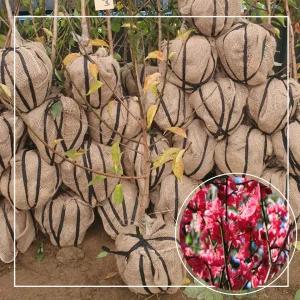 서울농원묘목/매화나무 설중매 개화주 3년생 분묘 꽃나무 조경수 관상수