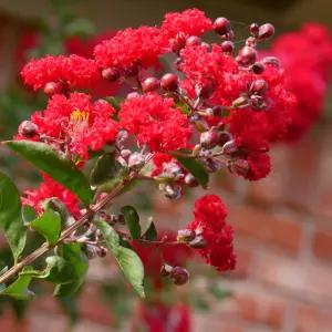 서울농원묘목/배롱나무 백일홍 다이너마이트 개화주 분묘 조경수 정원수