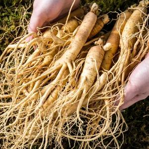 금산 인삼 삼계용 수삼 750g 대 5년근 백숙용 튀김 요리 한채 진공포장 인삼차