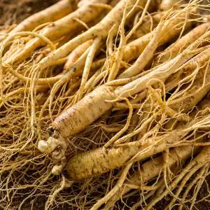 금산 인삼 삼계삼 750g 중 5년근 한채 백숙용 튀김 요리 진공포장 인삼차