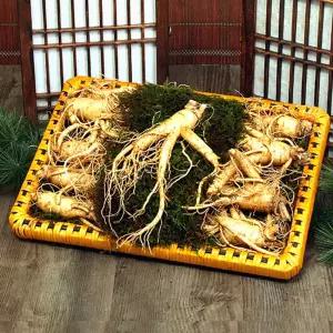 [풍기인삼] 5년근 수삼 1채 750g (4-5뿌리/대바구니) x 2박스