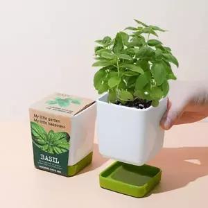 [콩심팥심]허브 바질키우기 아이방꾸미기 컬러물받침 화분 세트