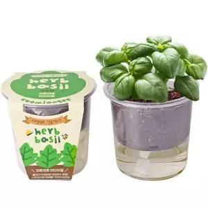 자동급수 화분 세트 저면관수 허브 바질키우기 키우기쉬운식물