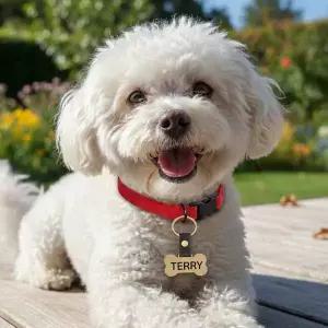 강아지 이름표 대형견 인식표 스테인레스 반려견 목걸이 중형견 유기방지 펜던트