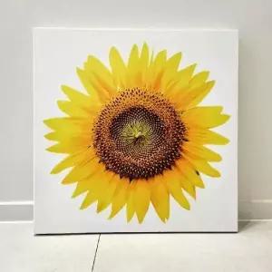 돈 TFI764C5 들어오는 해바라기 큰 꽃송이 액자