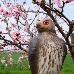 독수리모형 허수아비 대형 모형 퇴치 비둘기 맹금류