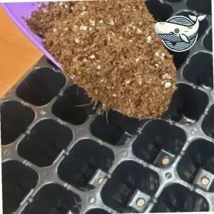 발아 전용 다육식물 키우기 트레이 파종판 원예