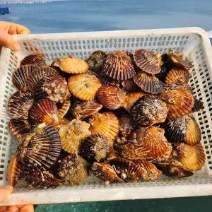 국내산 흑백가리비 1kg(20미 내외)