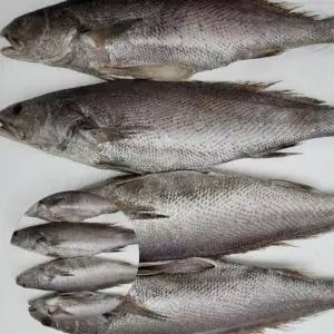 [UBA]  설날 선물세트 반건조 민어 세트 5미 민어굴비