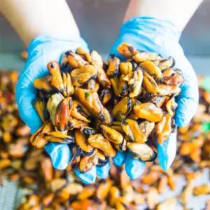 ALOHA-STORE 남해 손질 자숙 홍합살 1KG X 2개 자숙홍합