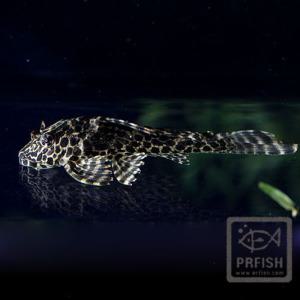 열대어 관상어 청소물고기 / 나비비파 [2마리]