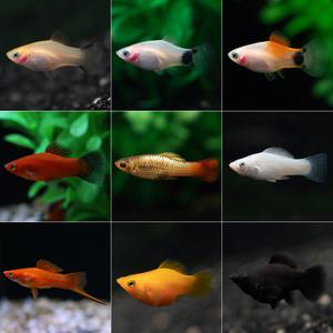 새끼 낳는 물고기 플래티/몰리/난태생/치어/열대어/관상어/물고기/수족관/마리아쿠아