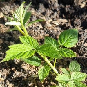 착한농장 토종복분자묘목 1년생(25주)