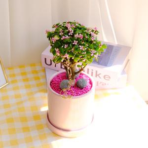 [리본화환] 벚꽃엔딩 은행목 13 핑크화분 - 고양이키링 핑크돌 에그스톤 개업 승진 생일 개업 승진 공기정화식물 아악무