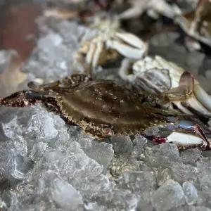 국내산 활꽃게 2kg 자연산 당일어획 서해안 암수랜덤