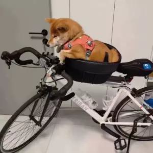 자전거 안장 바구니 소형견 가방 반려견 간이 시트