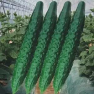 삼척오이씨앗 가시오이 종자 삼척가시오이씨 채소종자500립 (WFJ7CSS)