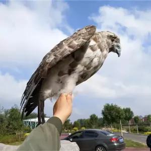 매몸형 조류퇴치기 참새 비둘기 조류퇴치 가짜 독수리