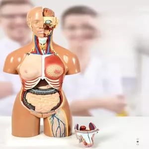 인체해부학 인형 장기 교육용 모델 상품 모형 몸통 골격 교구 병원 구조