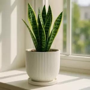 고강도 플라스틱 화분 세로줄 팽이형 (소) 11x11cm (WFKAHDO)