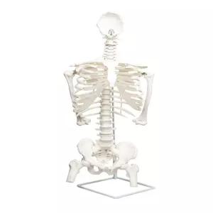 흉곽 늑골 뼈 상반신 교구 모형 갈비뼈 신체 흉추 줄이기 자세교정 골반 인체