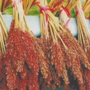 500g국산수수씨앗 곡물 재래종수수씨앗 국산재래종수수 (WFKBYQ8)