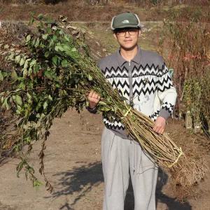 개나리나무 묘목 2년생 1m20 꽃나무 경계수 정원수 생울타리 경관용 공원수 조경수 원예 가든