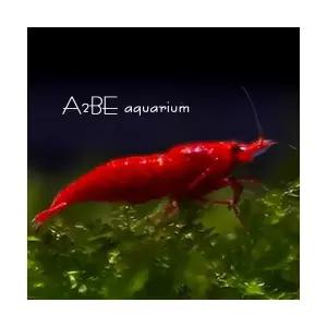 [에이투비]슈퍼레드 사쿠라 쉬림프 새우 / 1~1.5cm전후 / 1마리