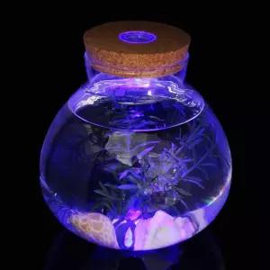 마리모 키우기 LED 코르크 유리병(15x16cm)마키 마리 마용 마용LED 마키LED 마키 마LED 마유