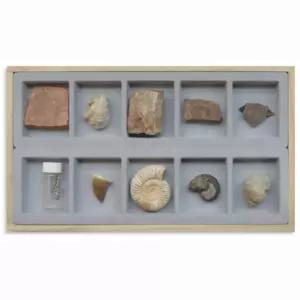 학교 과학 수업용 중생대 대표 화석 표본 10종 과학상자세트 셀프실험 과학왕