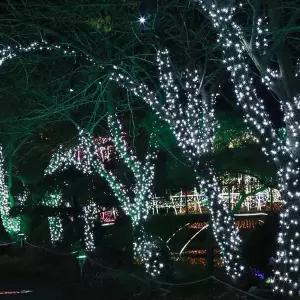 줄 NLI040A4 전구 트리조명 벽조명 홈파티조명 트리전구