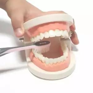 양치 교육용알찬 치아 모형 및 칫솔 연습 도구 학습용 기구